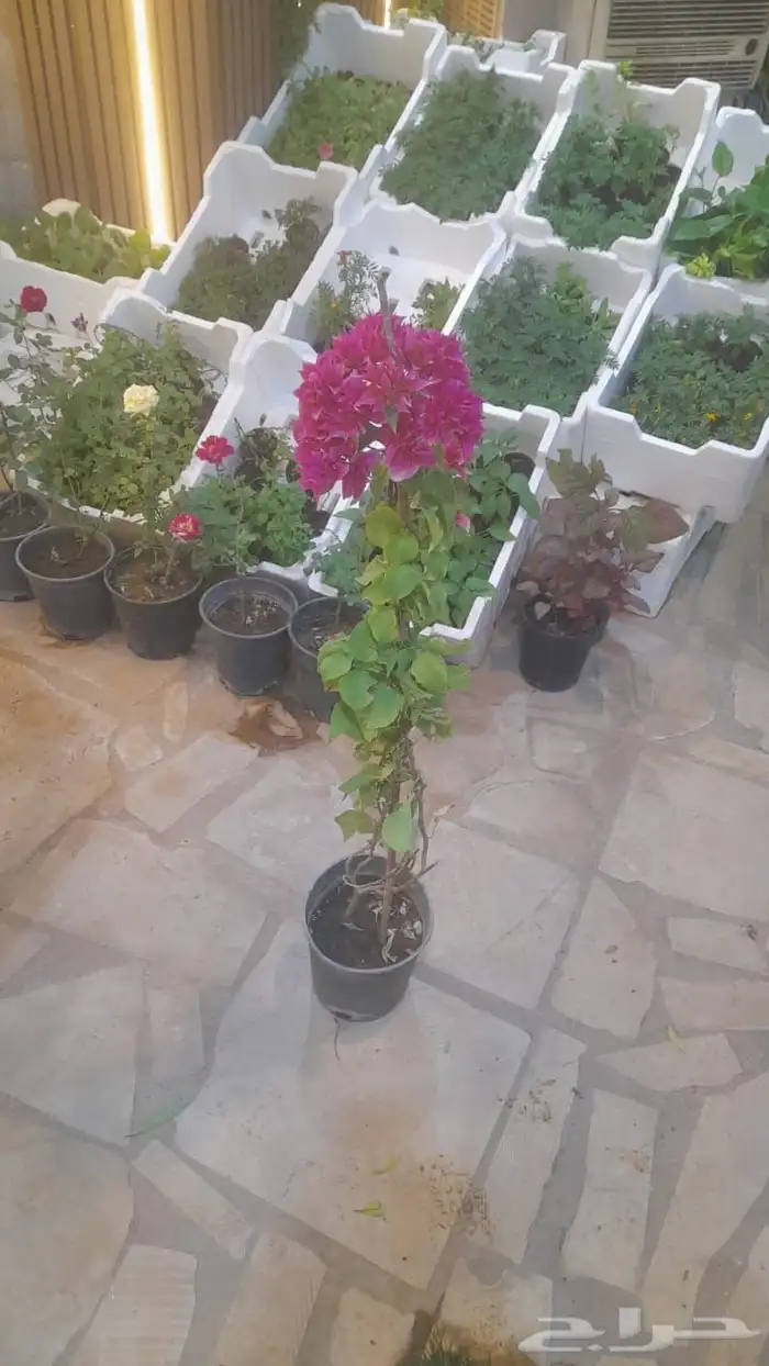 منسق حديق وتركيب جميع شبكات الري العادي والاتمتك 9