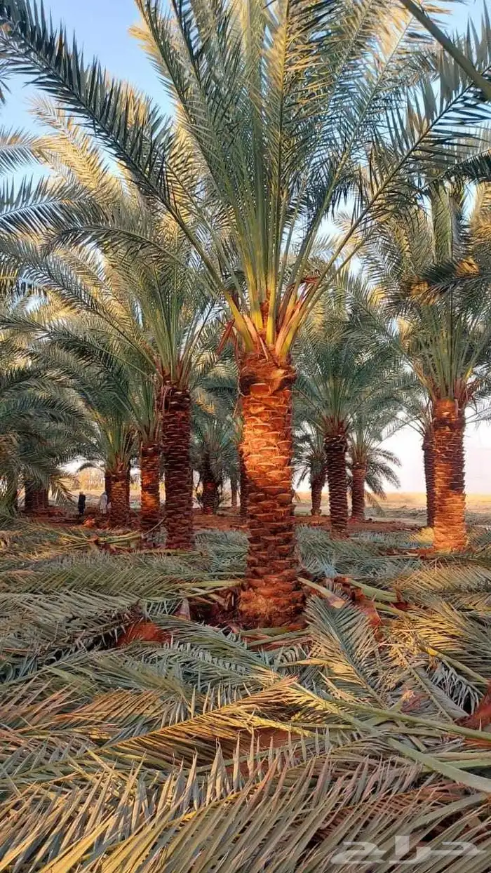 نخل للبيع باسعار مناسبه 9