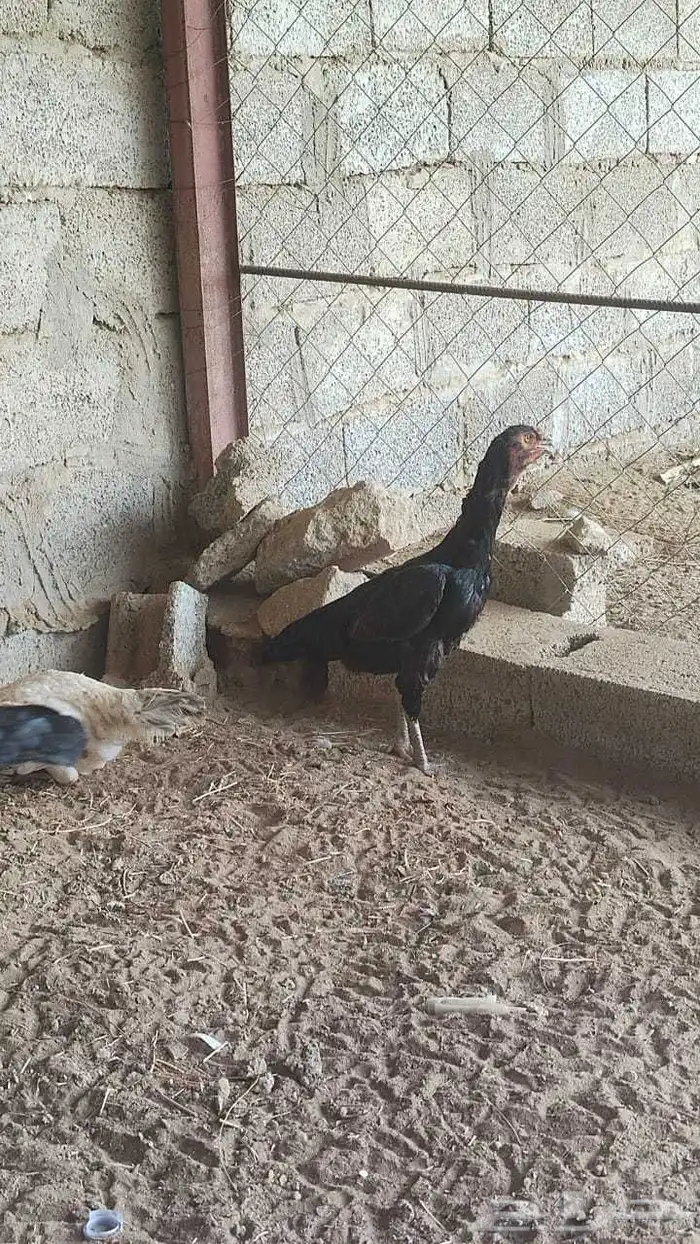 ثنتين دجاج شامو ألماني 2