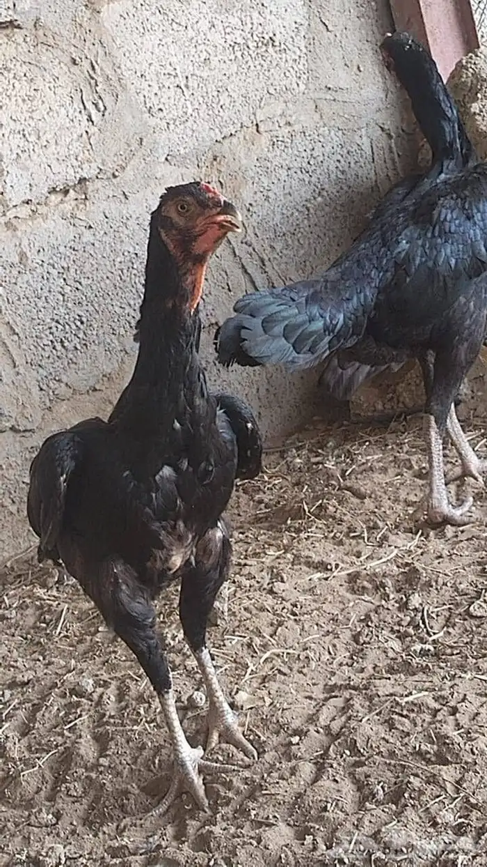 ثنتين دجاج شامو ألماني 3