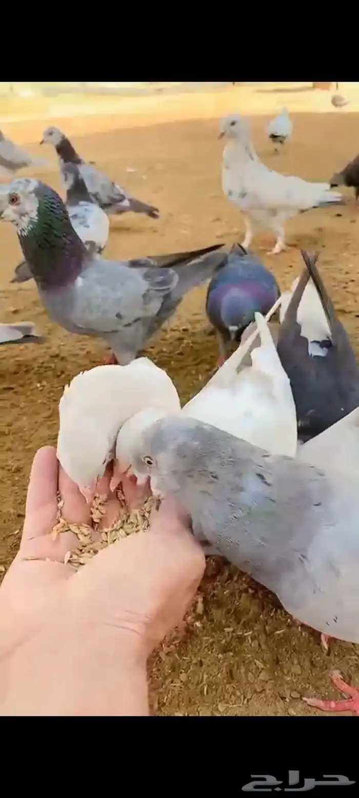 حمام حوالي 80 0