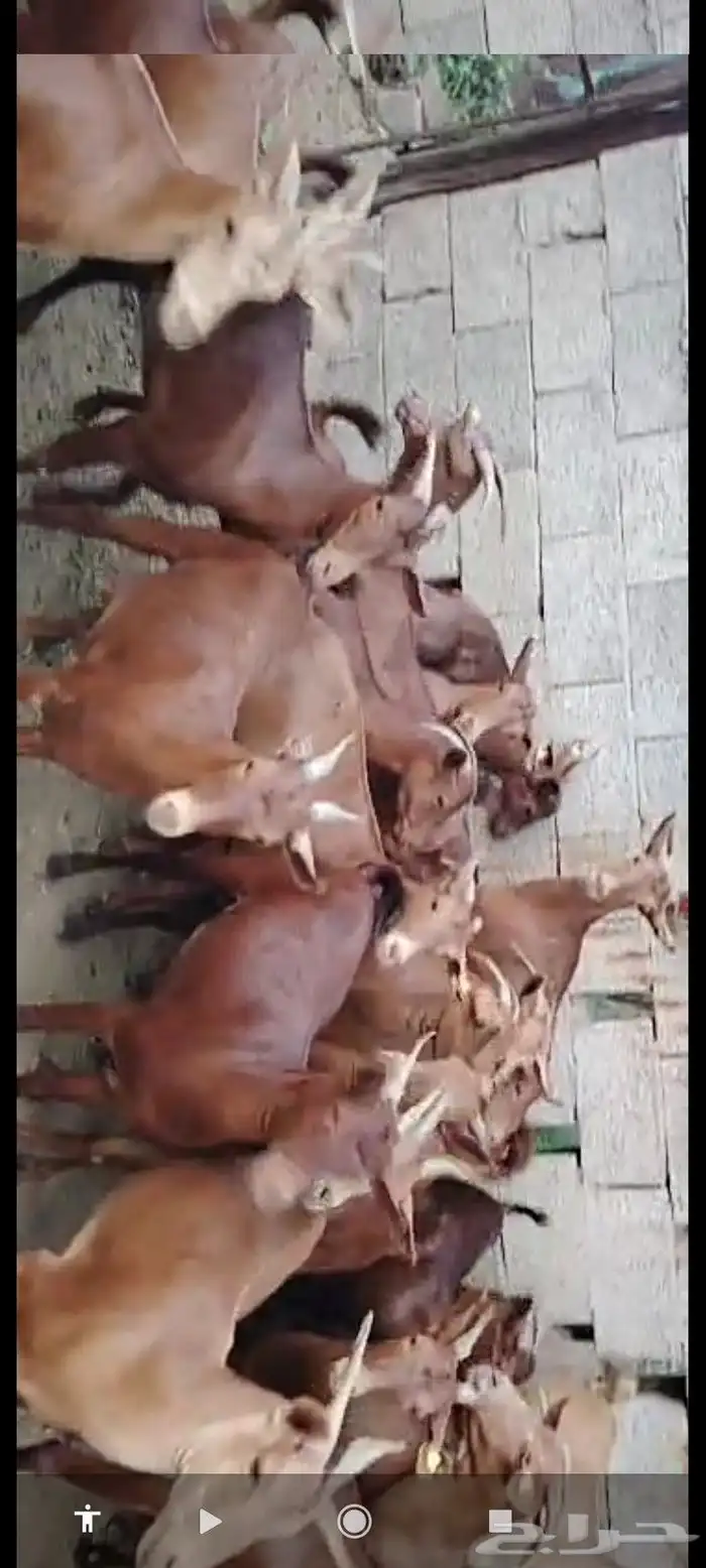 يوجد لدينا غنم دهم مرح واحد العدد 100 1