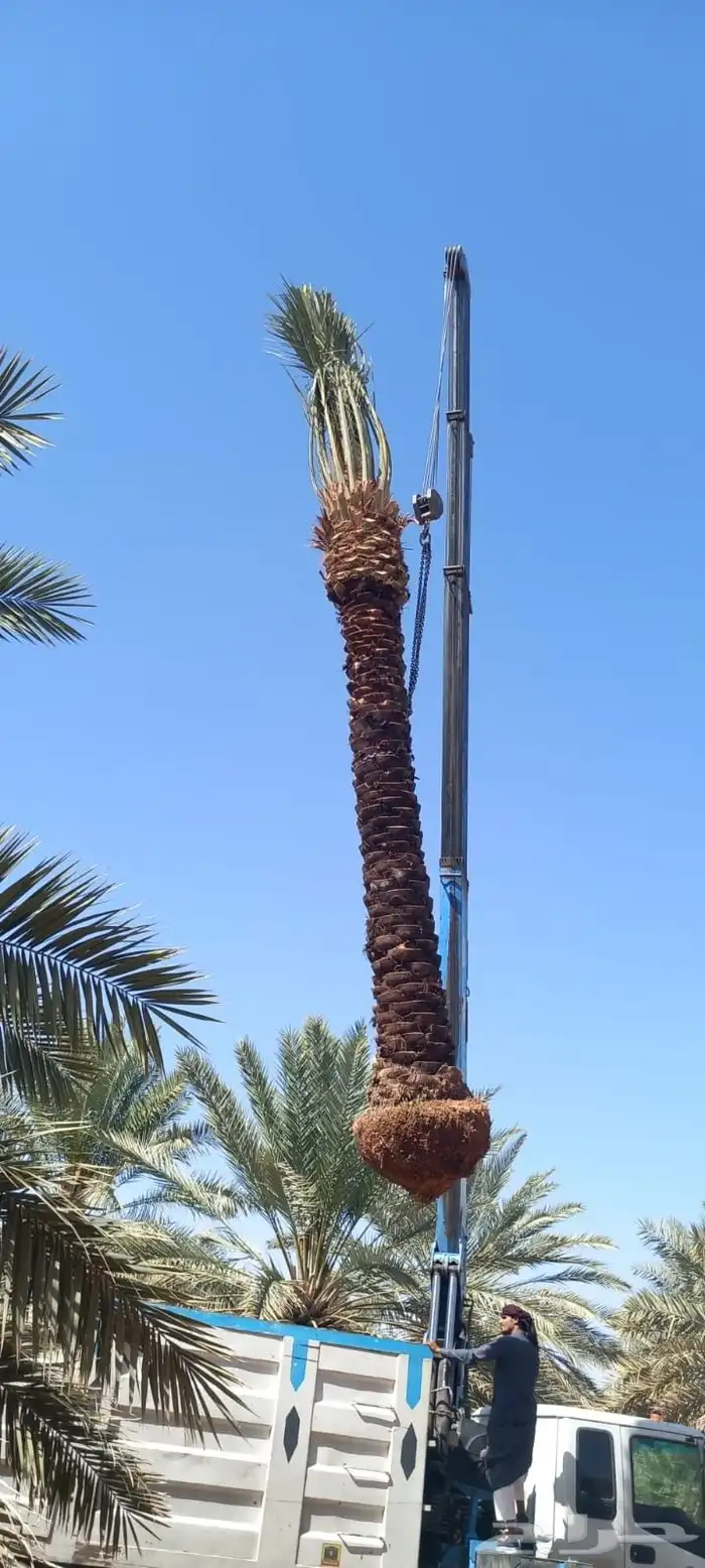 نخيل للبيع فسسايل فروخ 6
