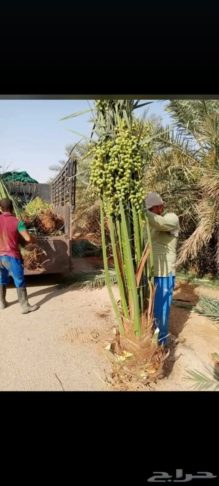 نخل للبيع بجميع نوايعه ومقاساته 6