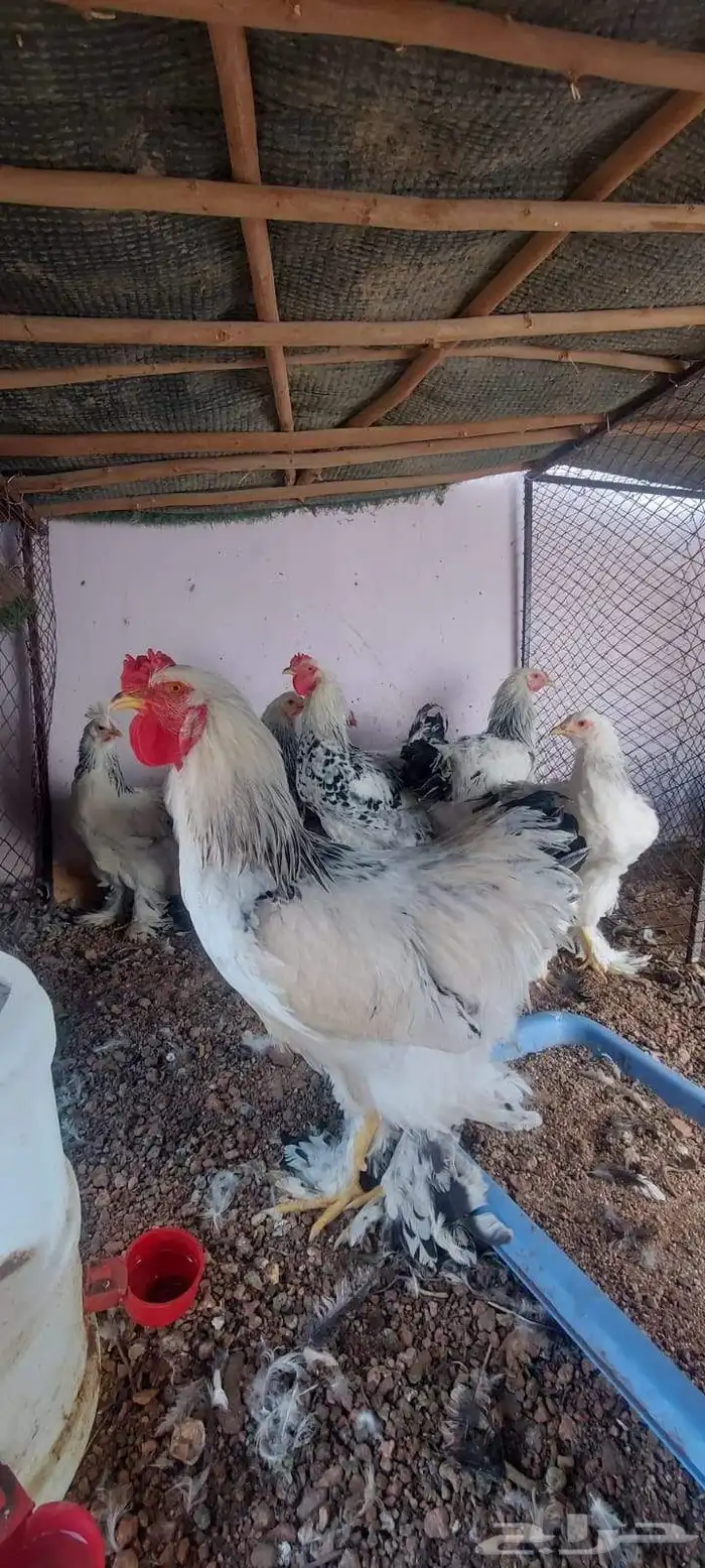 دجاج براهما للبيع 0