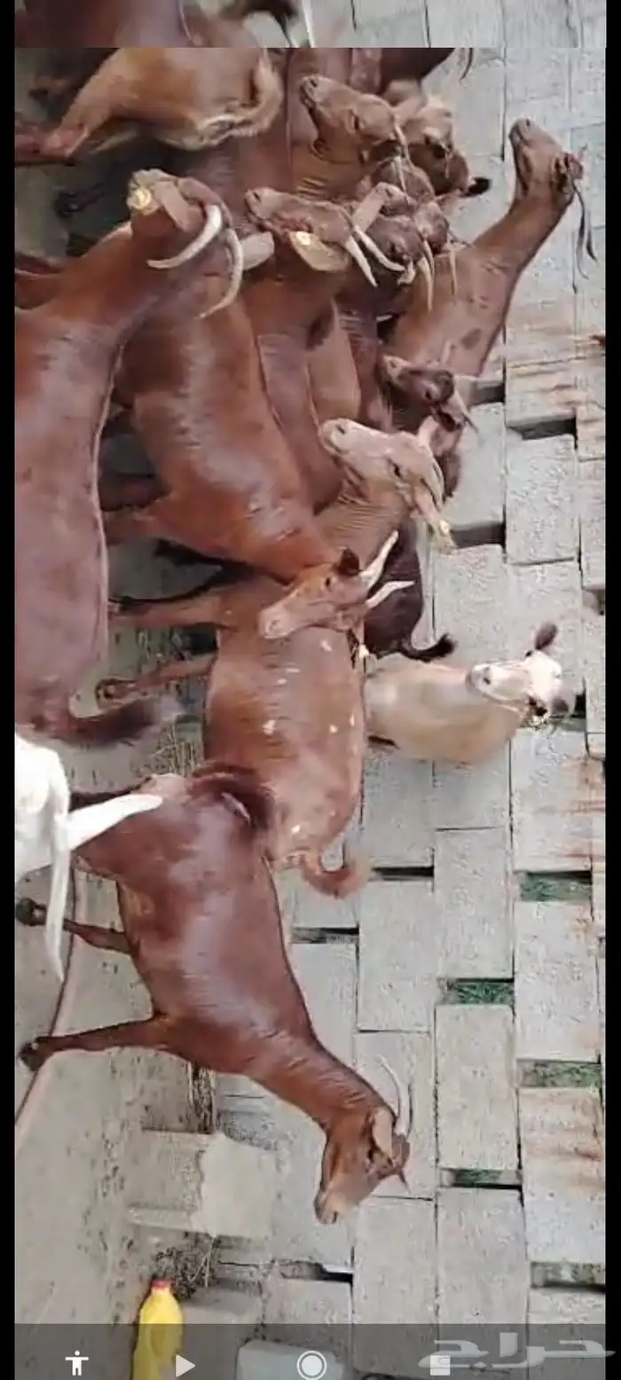 يوجد لدينا غنم دهم مرح واحد العدد 100 2