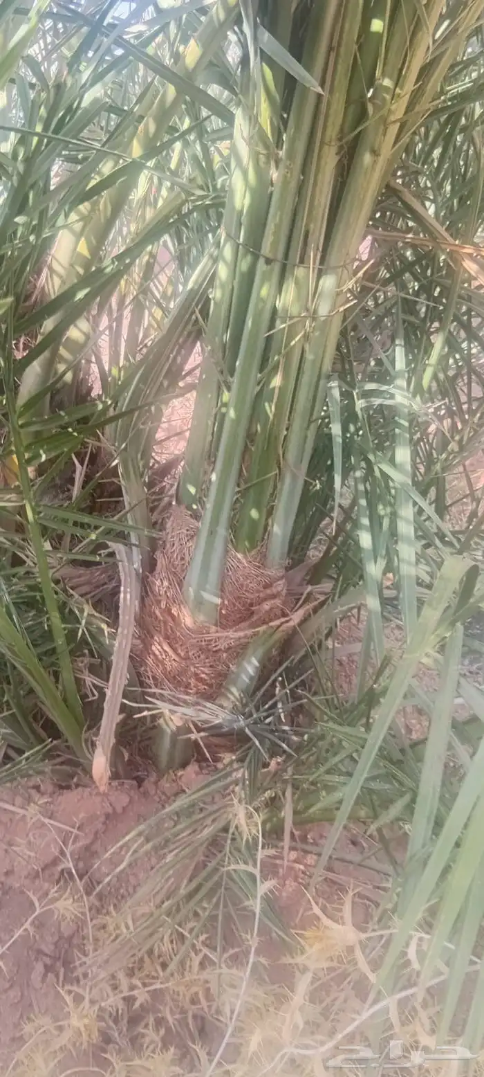 فروخ نخل جثايث نقايل 1
