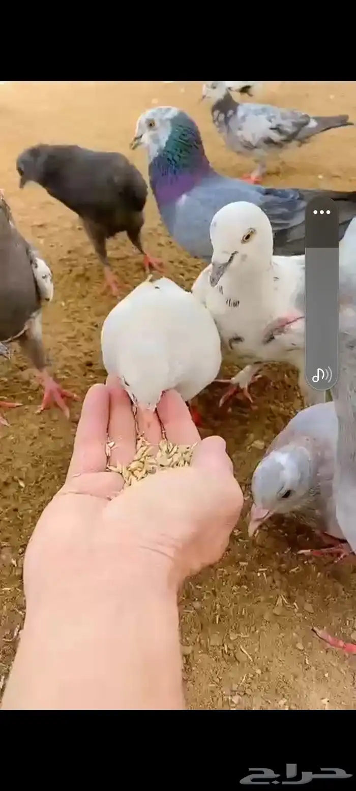 حمام حوالي 80 2