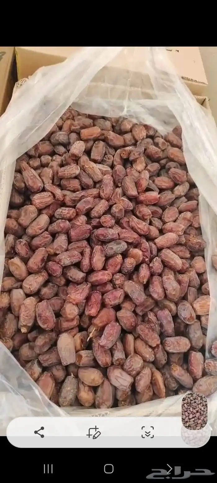 لدينا تمور خضري 1