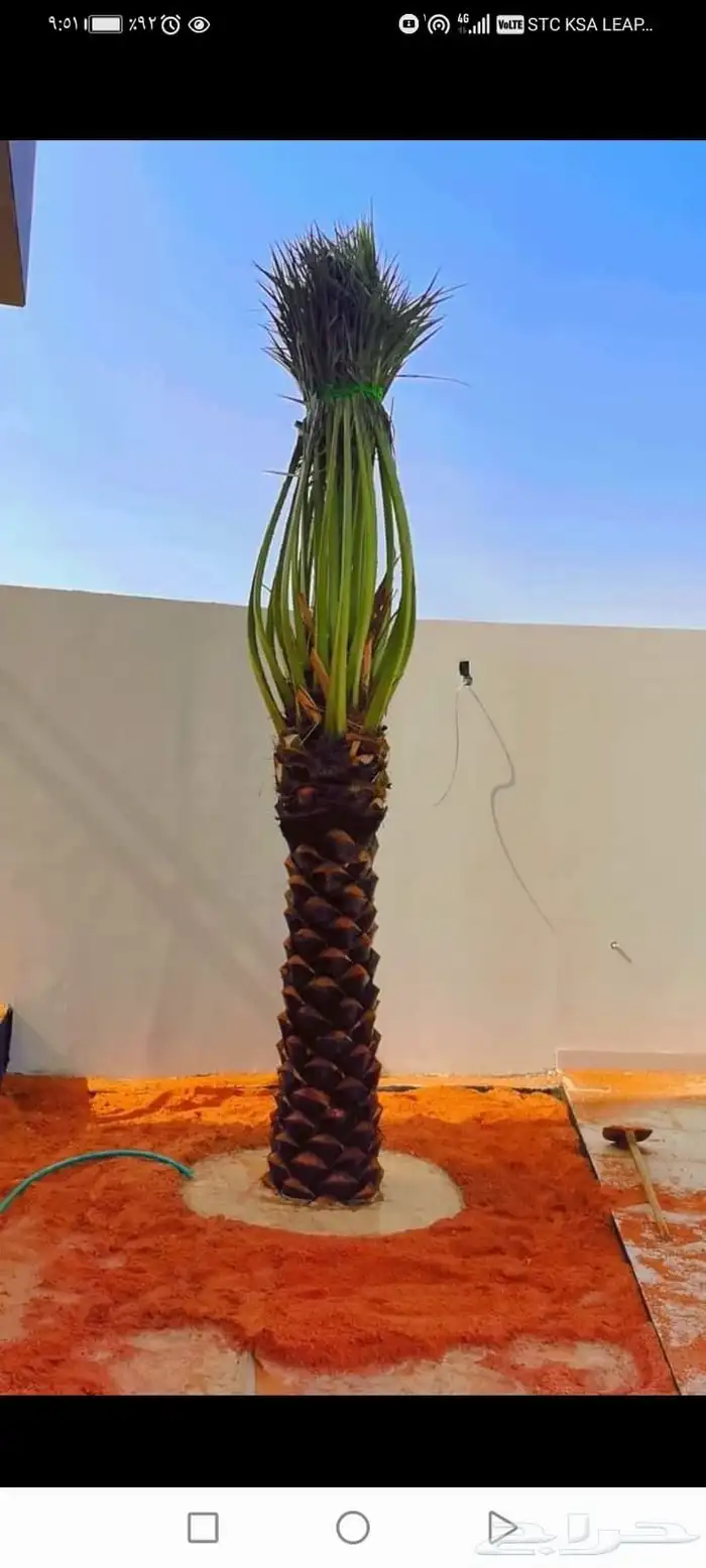 نخل عربي نخيل مثمر فسايل جثايث نخيل زينه واشنطني فسايل نقايل 5