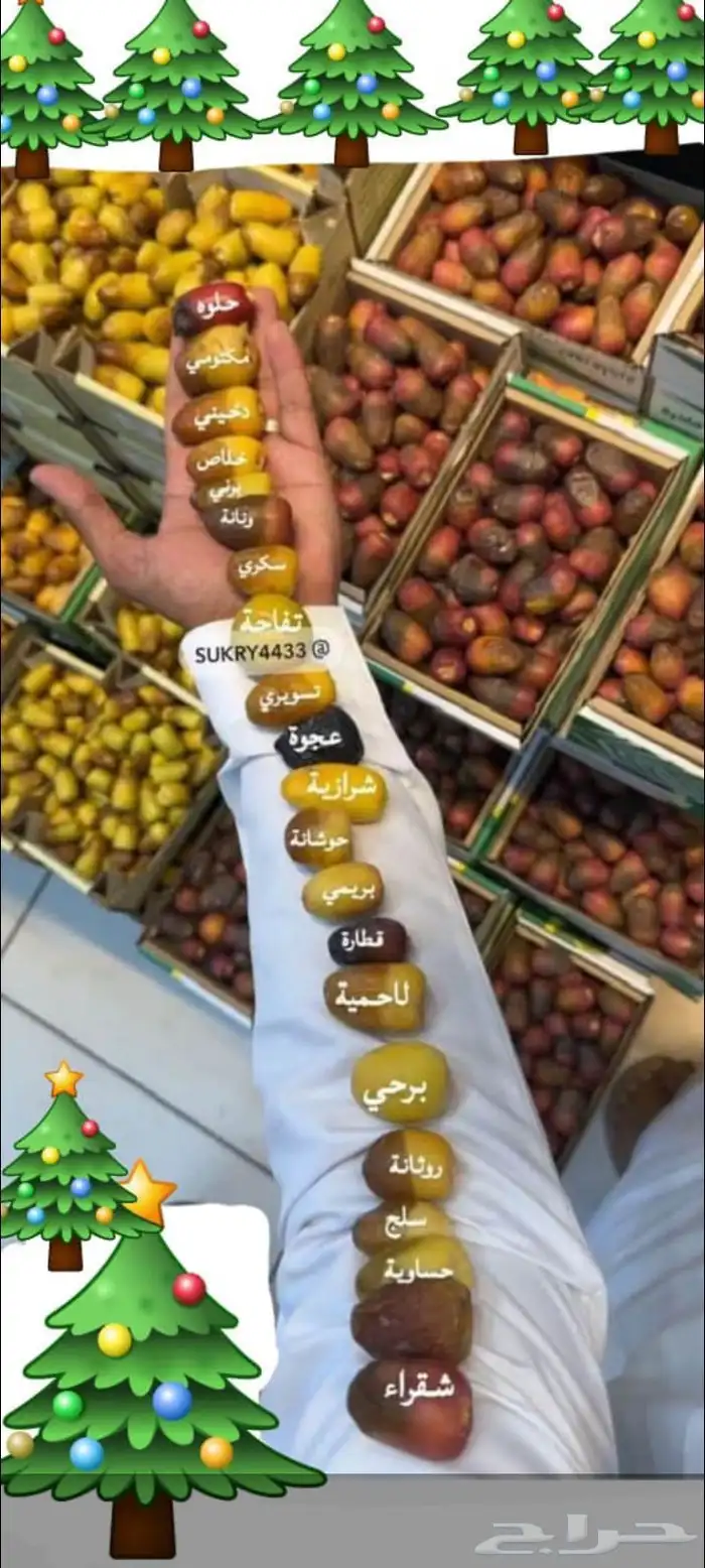 يوجد لدينا نخيل للبيع 6