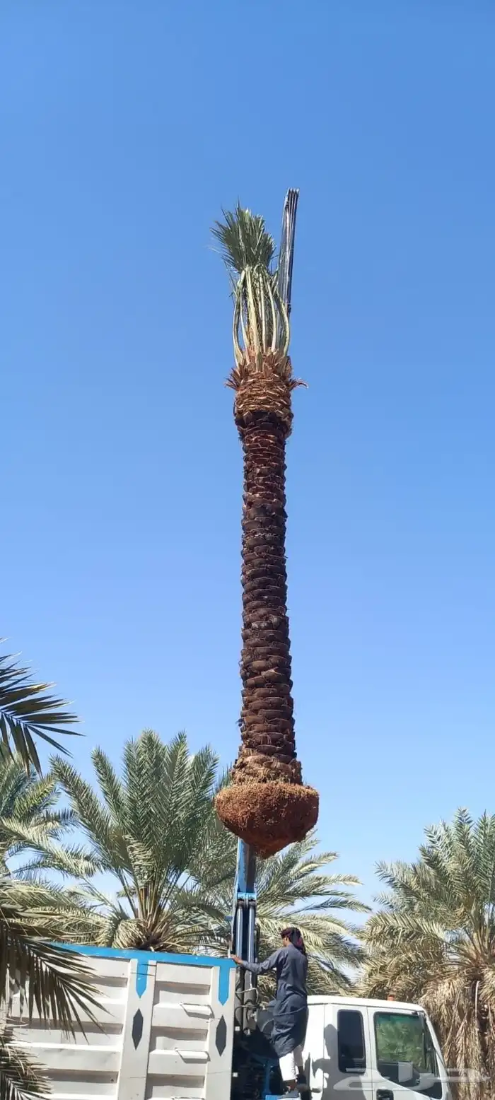 نخيل للبيع فسسايل فروخ 5