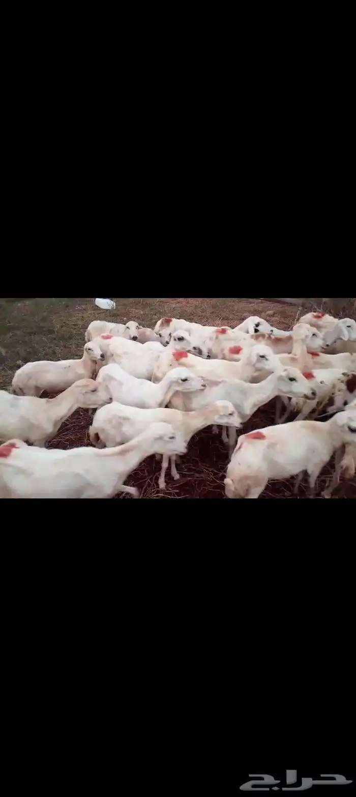 للبيع ضان رفيديات العدد 27 1