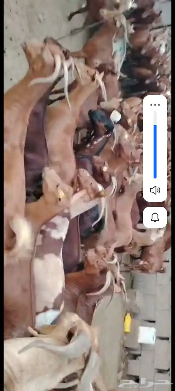 يوجد لدينا غنم دهم 2