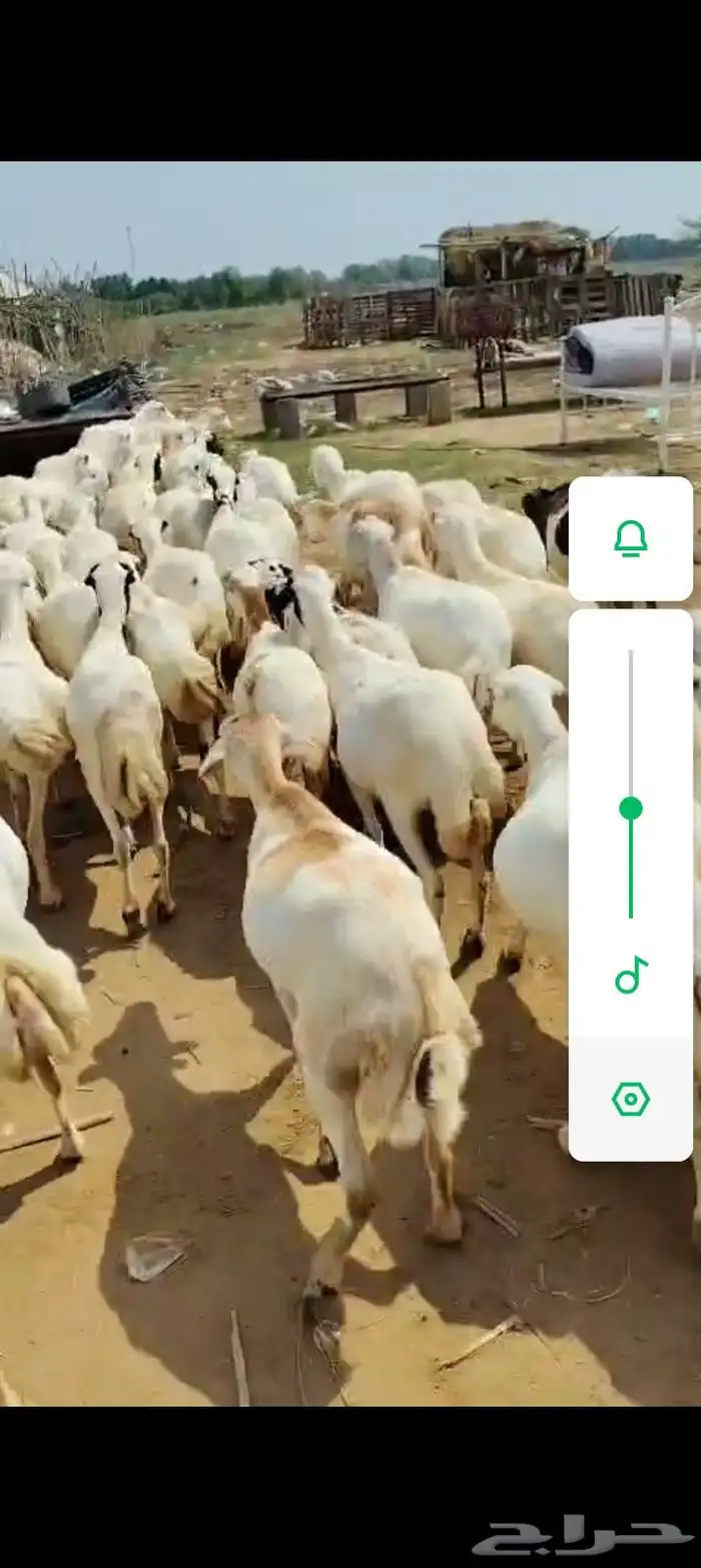 ضأن رفيديات قريب طيبه مرحه وحد 0