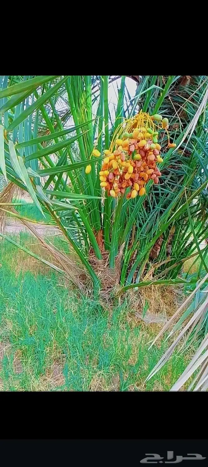 السلام عليكم ورحمة الله وبركاته يتوفر لدينا نخيل عربي للبيع 2