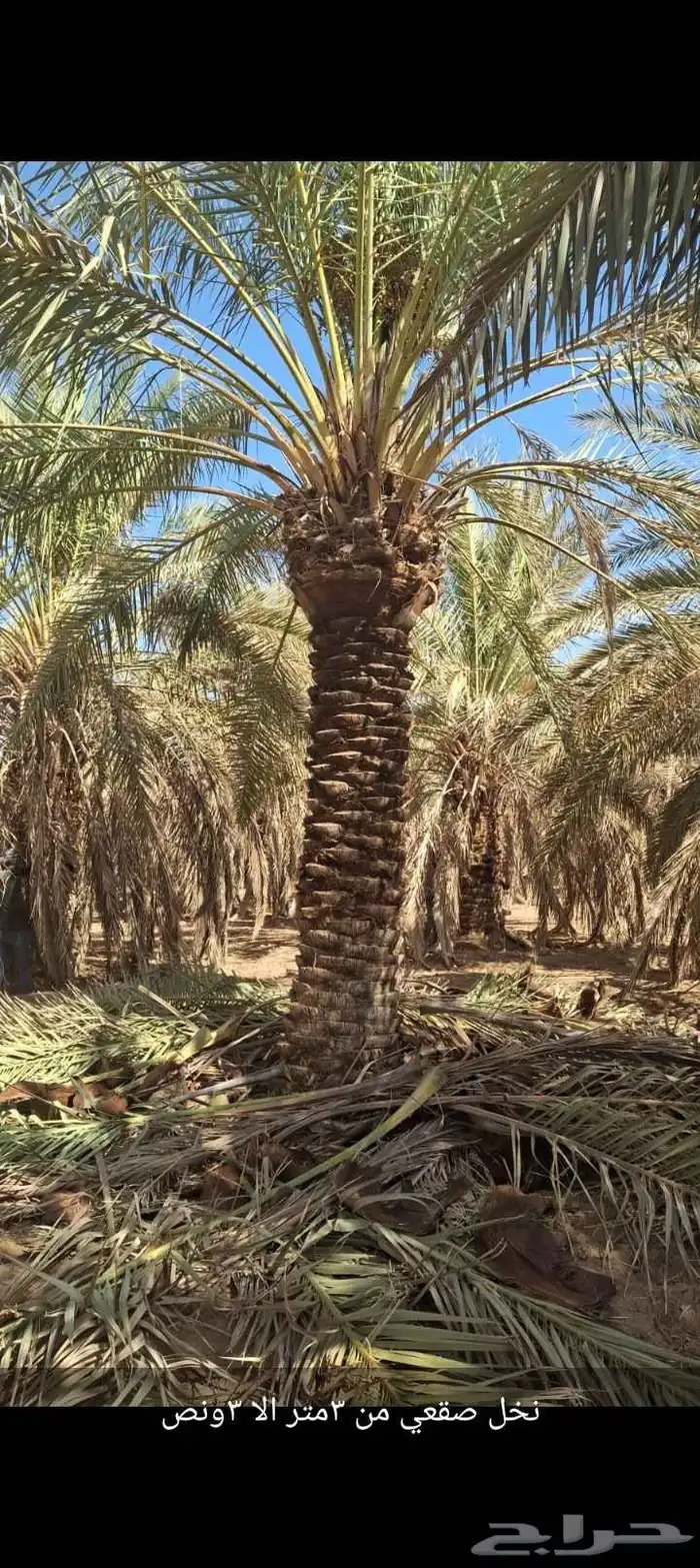 نخيل للبيع 3