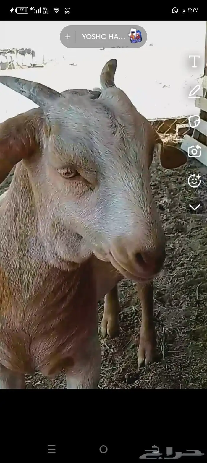 جفار للبيع 2