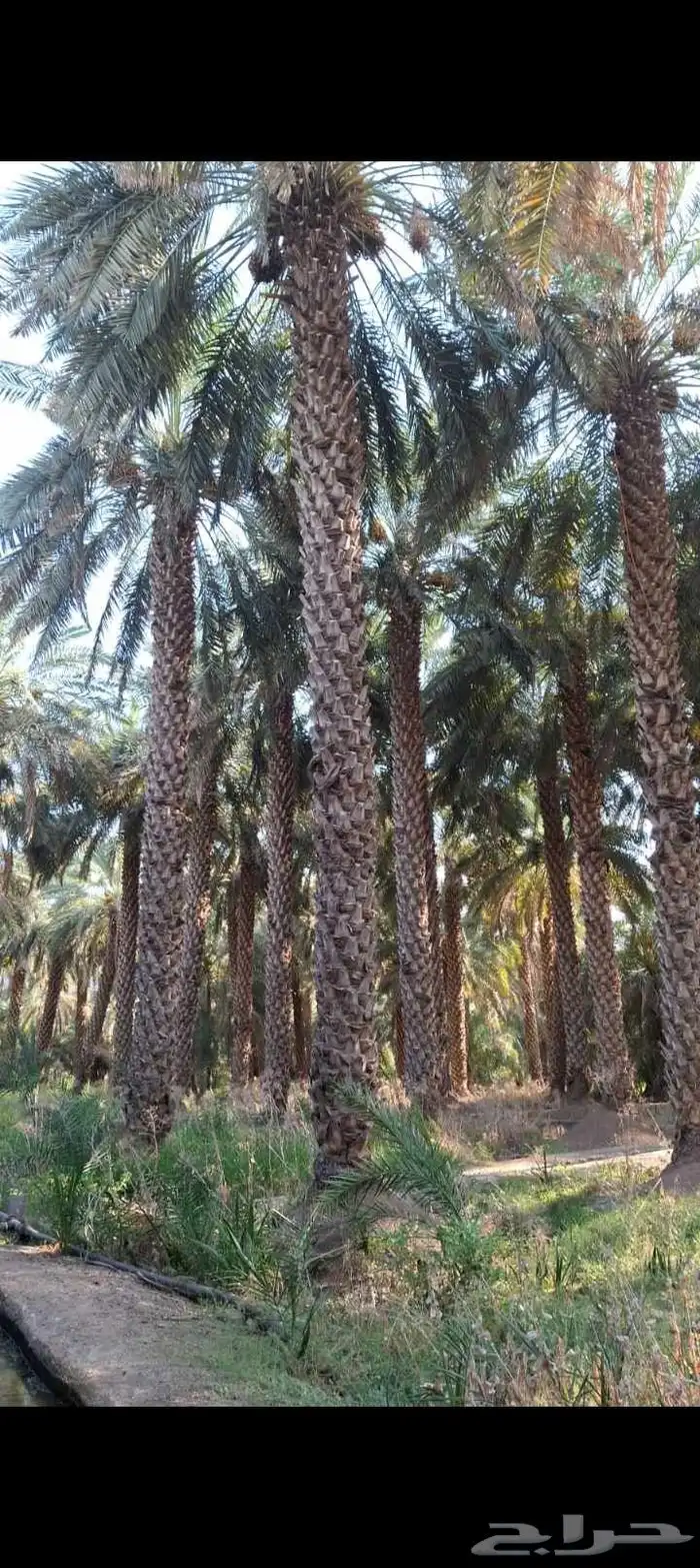 نخيل للبيع 5