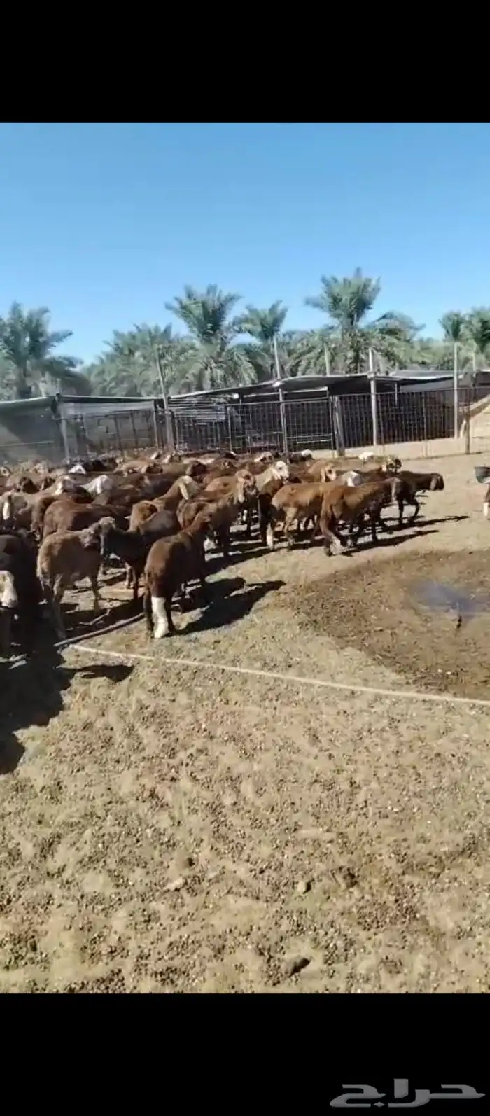 سواكني جذعان للبيع 2