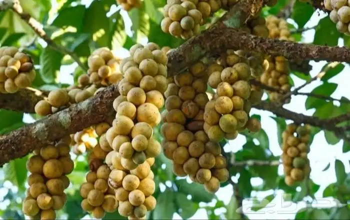 اللزيوم المنزلى Lansium domesticum 3