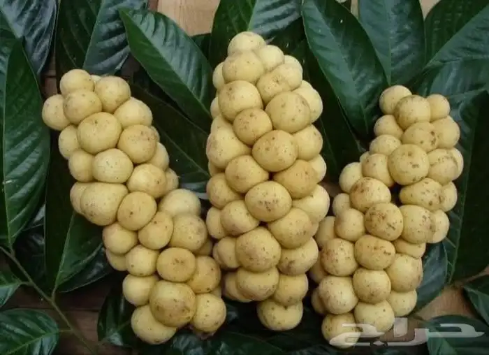 اللزيوم المنزلى Lansium domesticum 12
