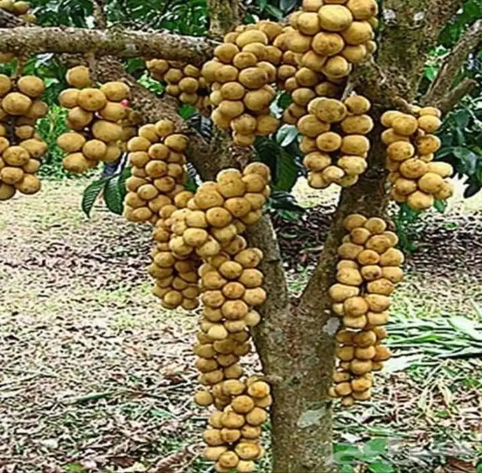 اللزيوم المنزلى Lansium domesticum 0