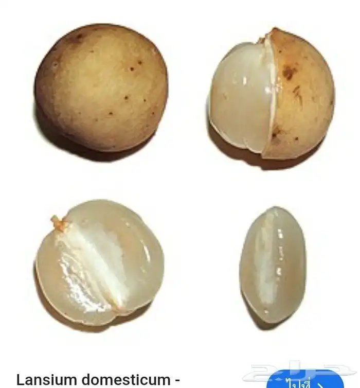اللزيوم المنزلى Lansium domesticum 7