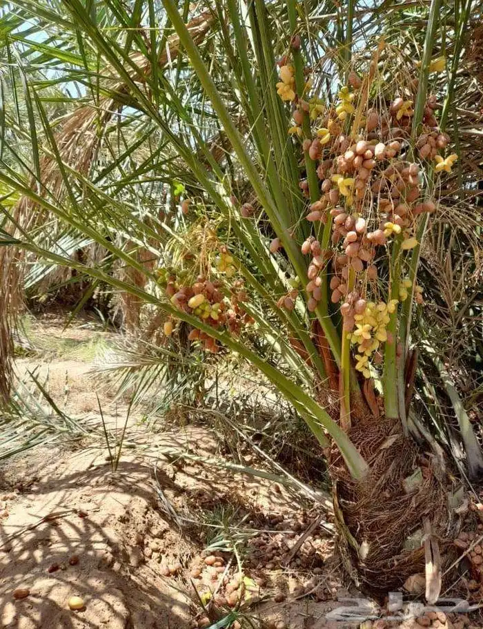 نخل للبيع 6
