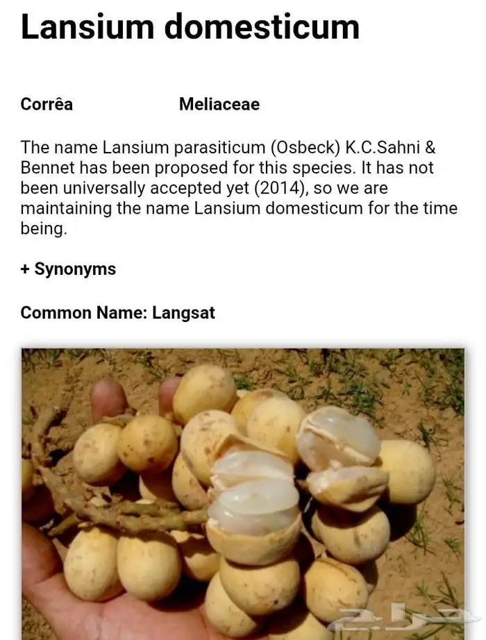اللزيوم المنزلى Lansium domesticum 17