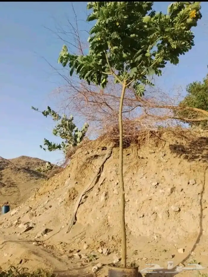 مشتل حسن قرني للزراعة با الجملة للزراعة 9
