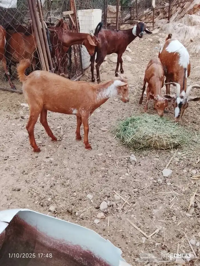 جفره وشحه اللي محبين الوشح الموقع بارق 0