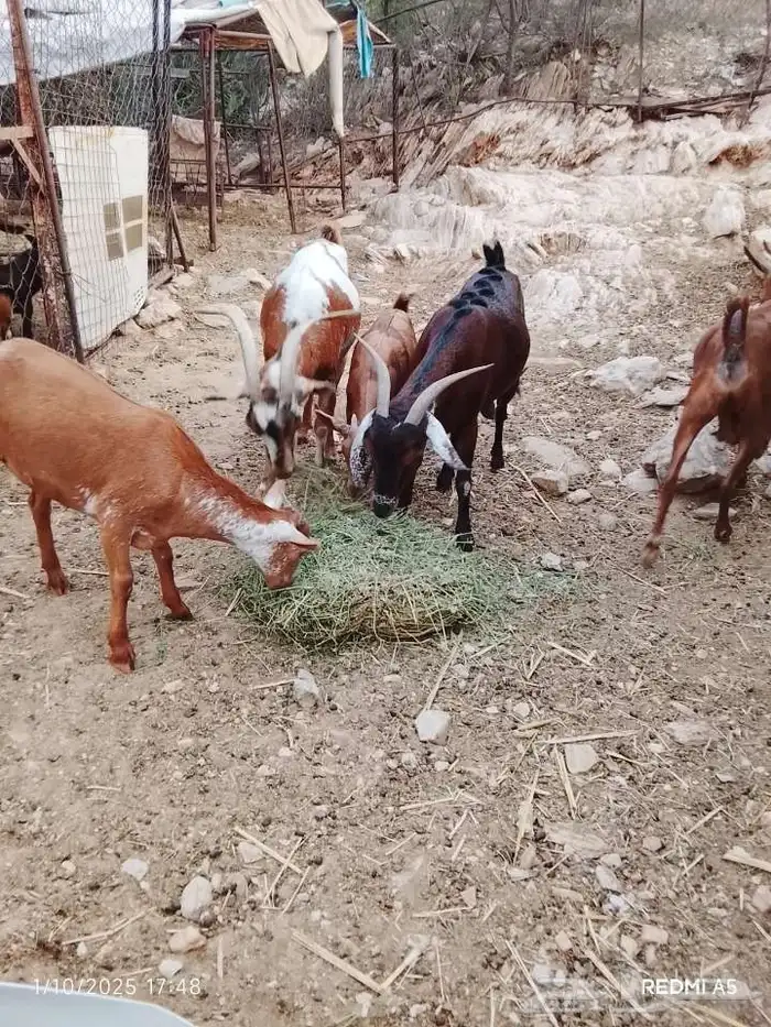 جفره وشحه اللي محبين الوشح الموقع بارق 3