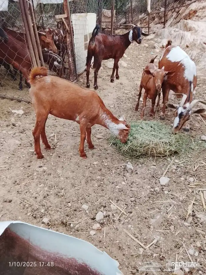 جفره وشحه اللي محبين الوشح الموقع بارق 2