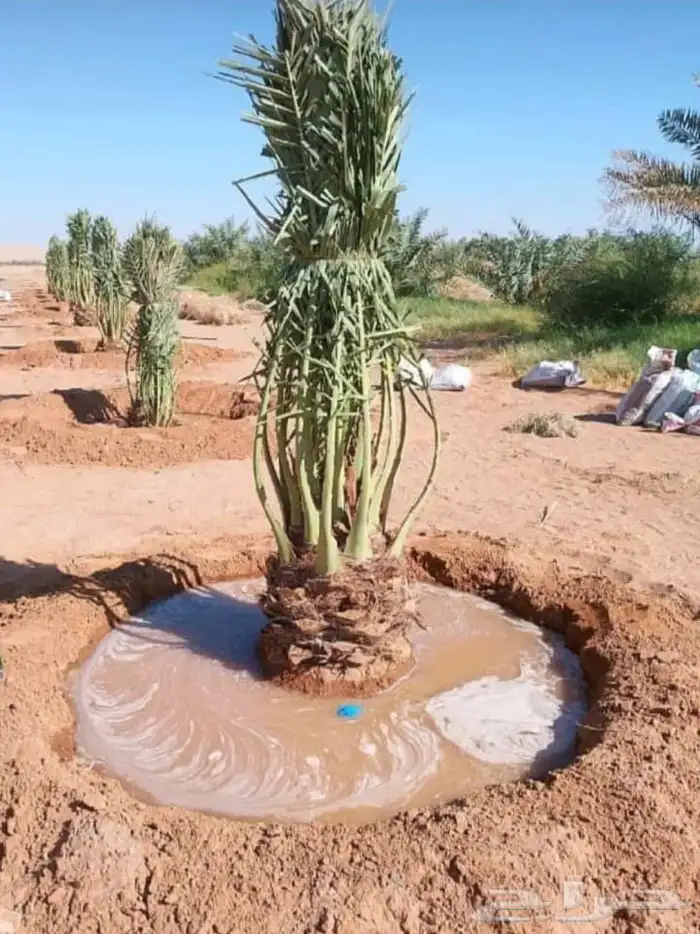 نخيل البيع الطايف عشيرة العرفاء الحويه الوصليه السيل الكبير 3