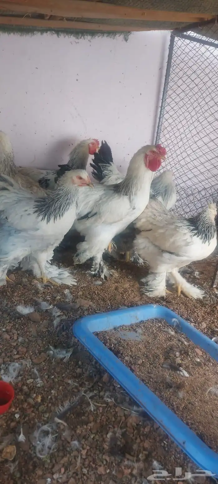 دجاج براهما للبيع 3