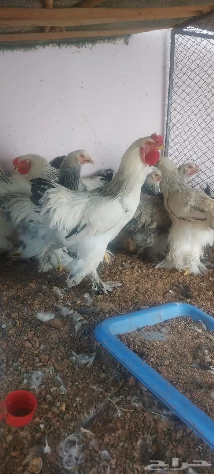 دجاج براهما للبيع 4