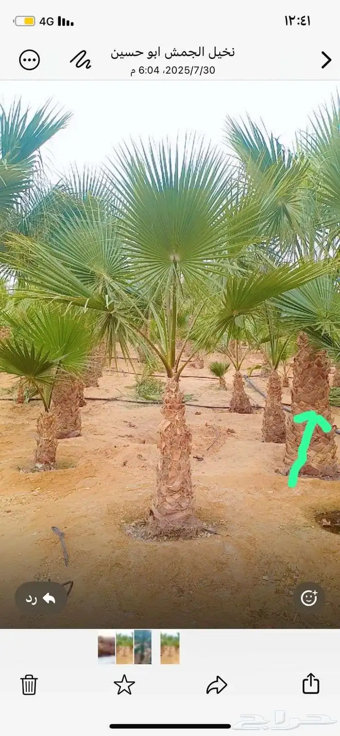 للبيع جميع انواع انخيل 5