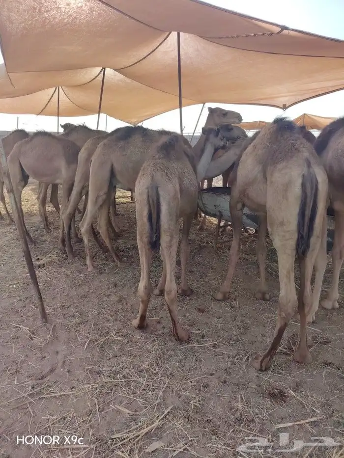 قعدان طازجه بافضل الاسعار-لحم صومالي مضمون 2