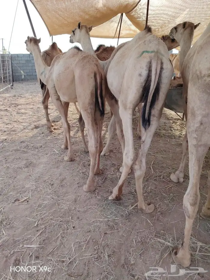 قعدان حاشي صومالي مضمون وعلي الشرط حلال تبارك الرحمن 3