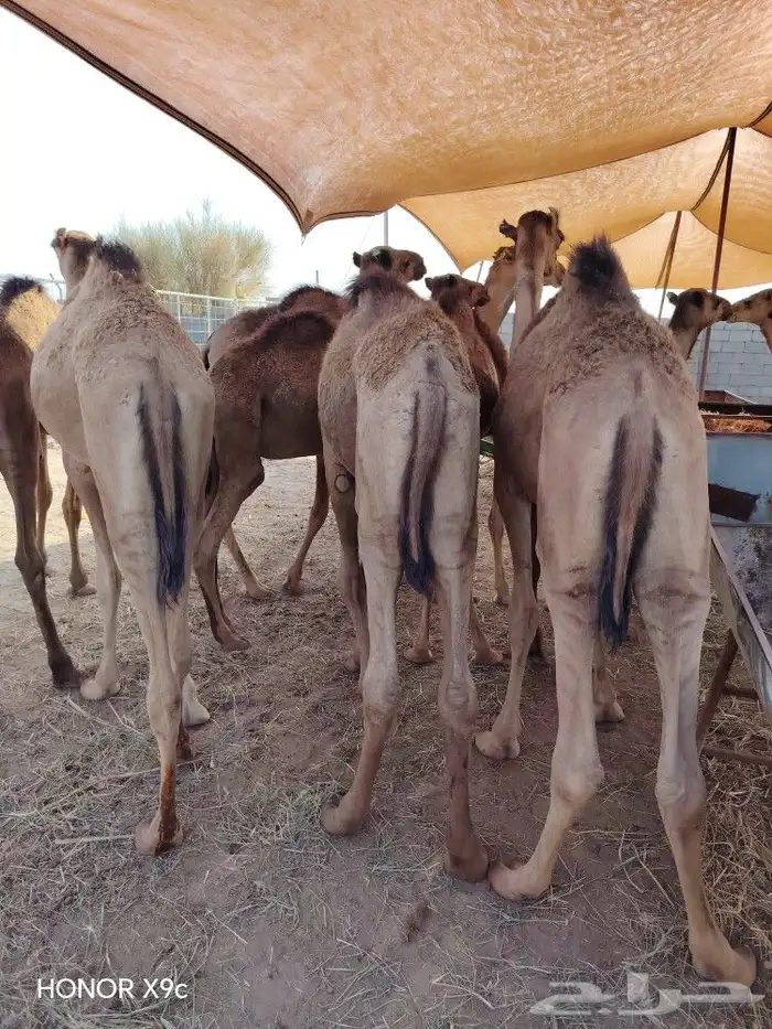 قعدان طازجه بافضل الاسعار-لحم صومالي مضمون 1