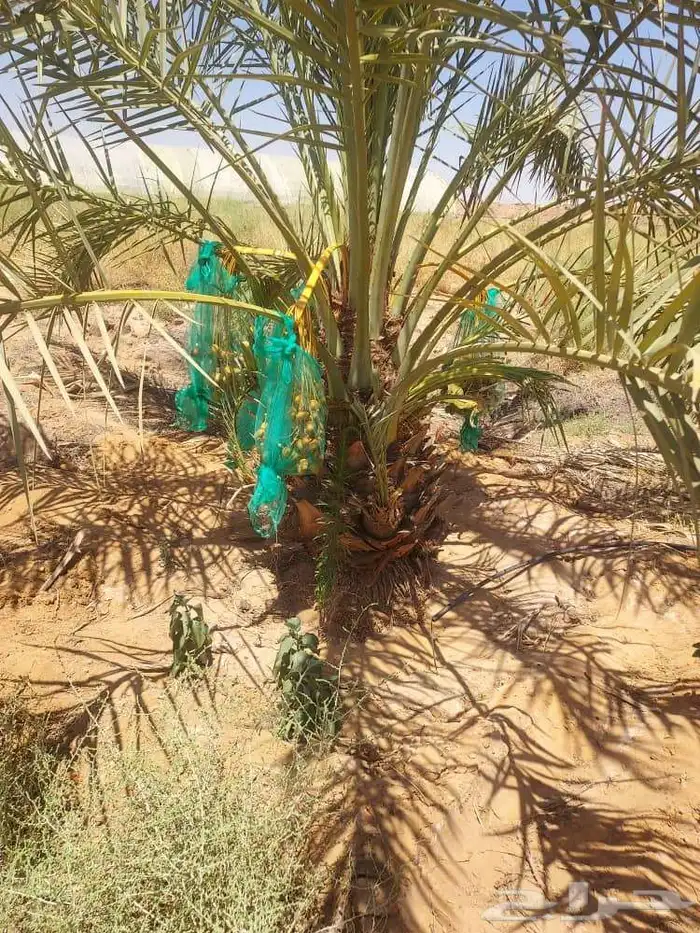 يوجد لدينا جميع انواع انخيل وقلع وغرس وتركيب جميع انواع اشب 2