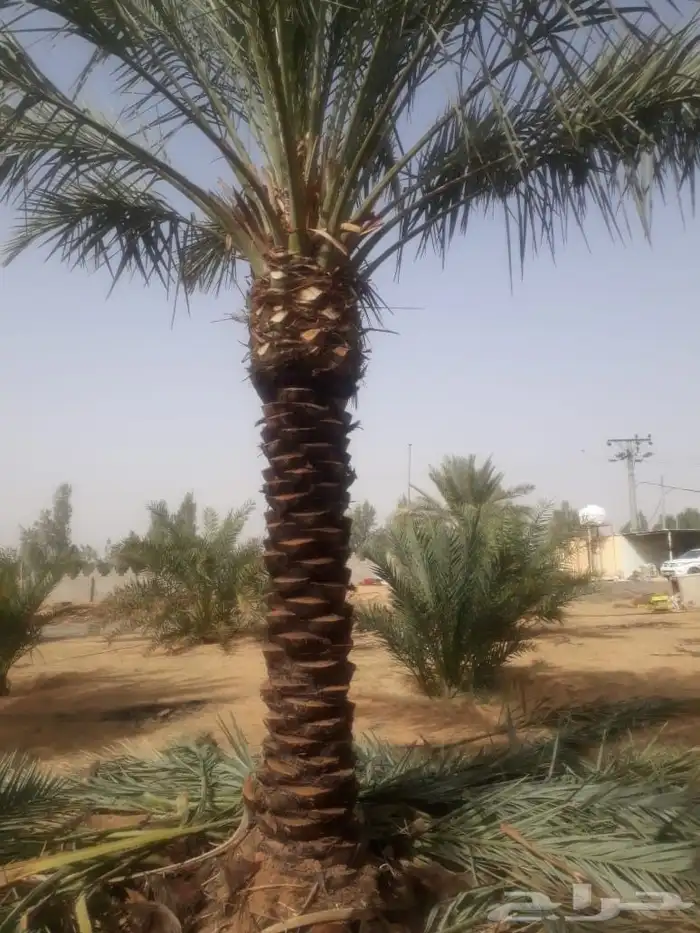 نخل للبيع باسعار مناسبه 8