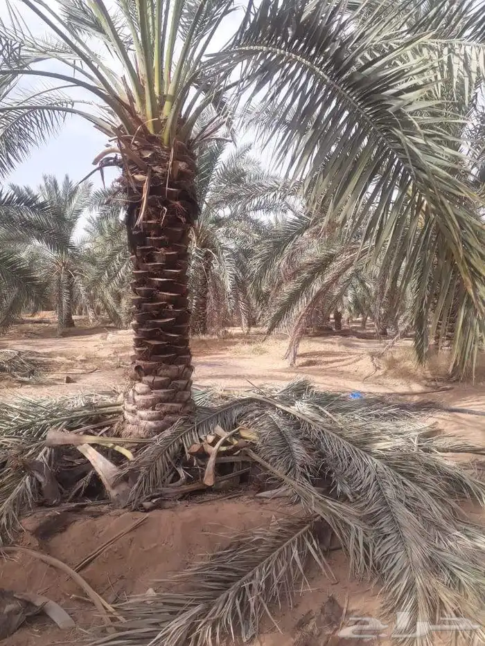 نخل للبيع باسعار مناسبه 7