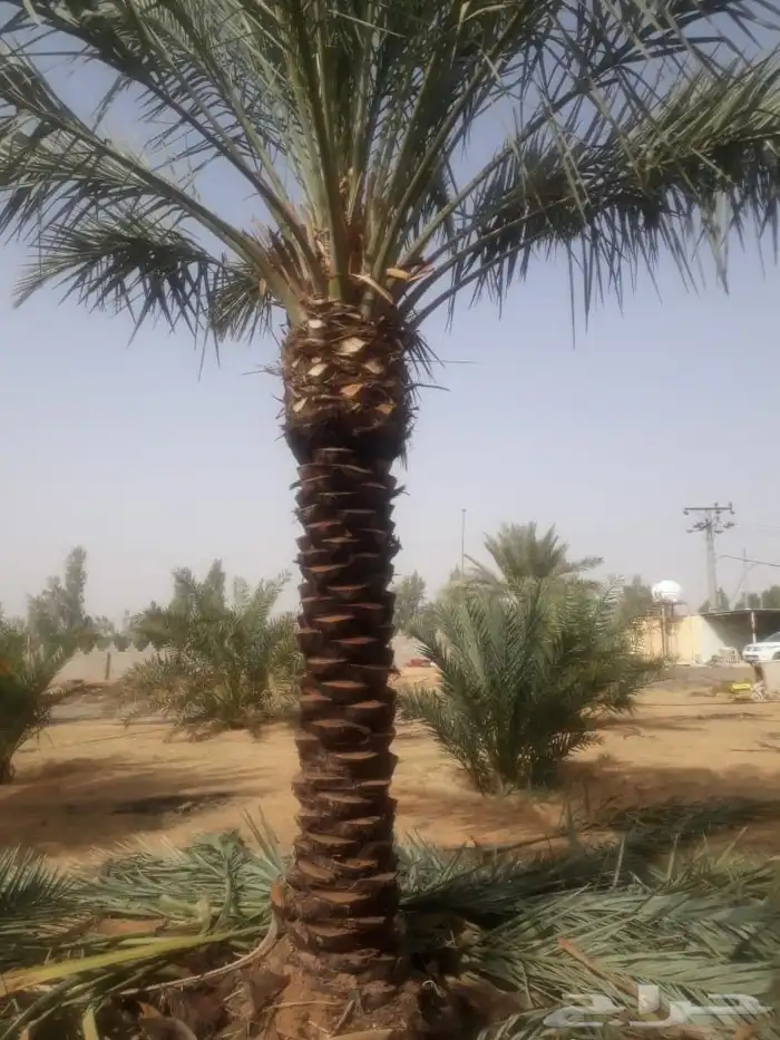 نخل للبيع باسعار مناسبه 6