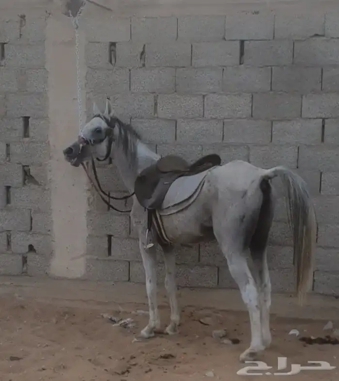 حصان شعبي 0