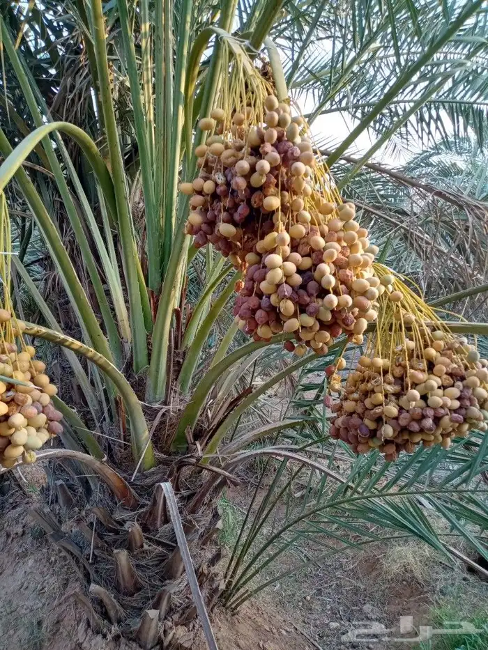 نخل للبيع مثمر توصيل وزراعه النخيل اخلاص سكري برحي صقعي 9