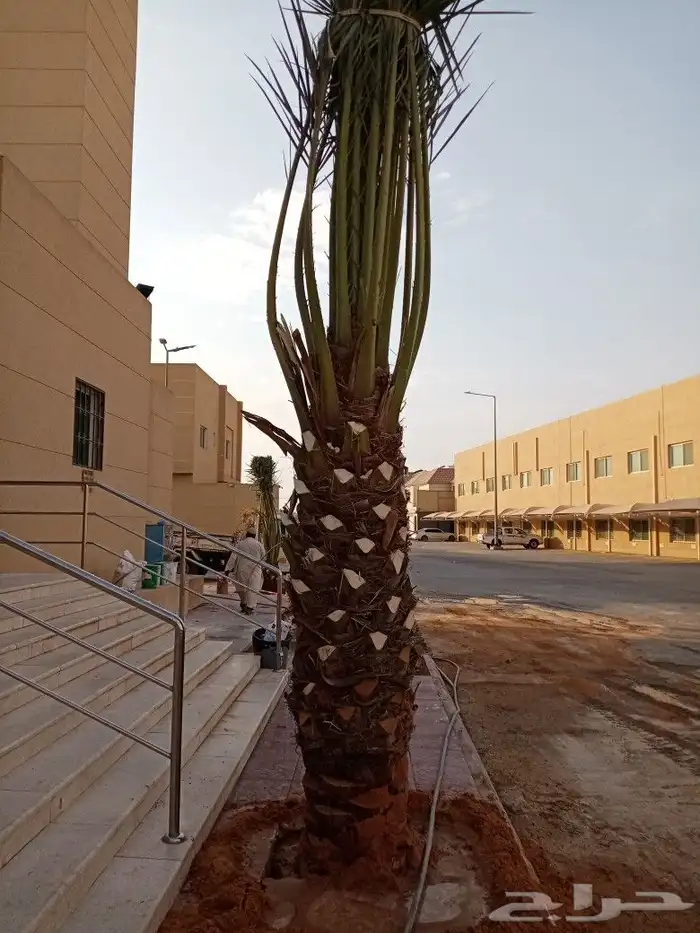 نخل للبيع مثمر توصيل وزراعه النخيل اخلاص سكري برحي صقعي 8