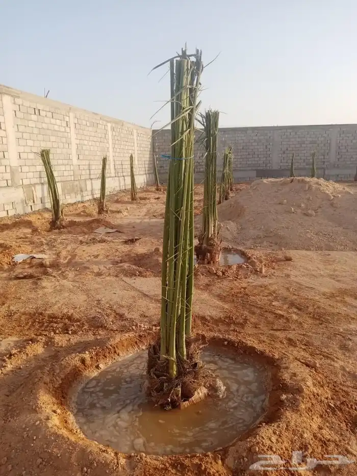 نخل للبيع مثمر بيع نخل سكري اخلاص برحي مجدول صقعي 6
