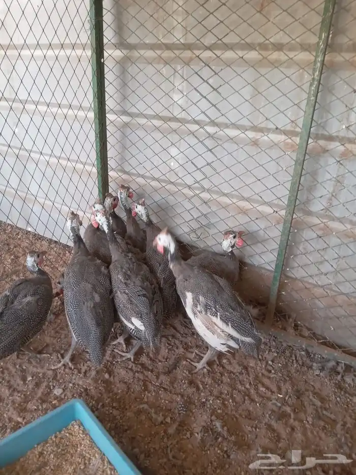دجاج حبشي رماح 3